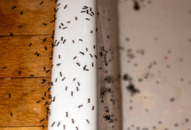 Pest Control for Restaurants in Livingston, TN