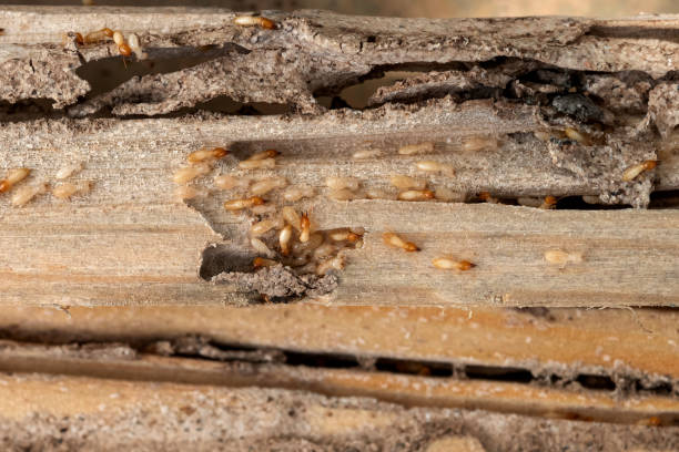 Best Cockroach Control Services  in Livingston, TN
